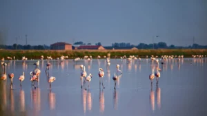 delta-del-po-bicicletta-1